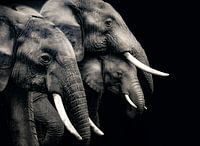 Famille d'éléphants