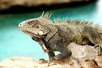 Leguaan