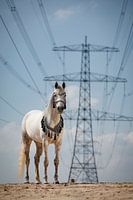 Morderne und alte Streitkräfte