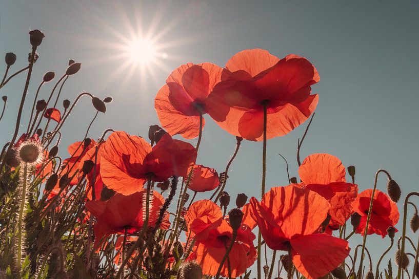 Mohnblume im Gegenlicht von Kurt Krause