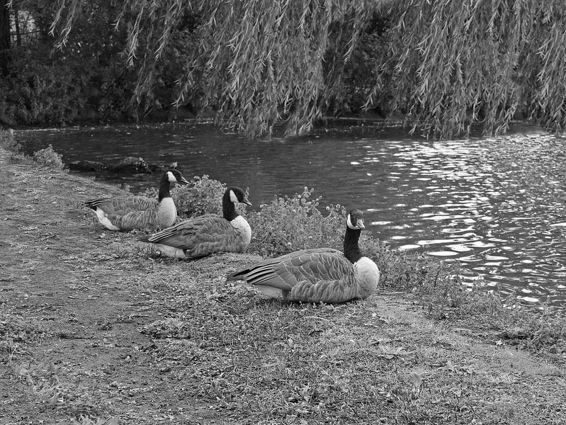 Gänse in Schwarz und Weiß. von Jose Lok