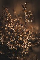 Nature in Detail #11