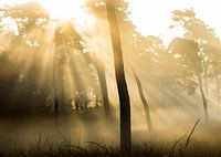 Magischer Sonnenaufgang auf der Veluwe