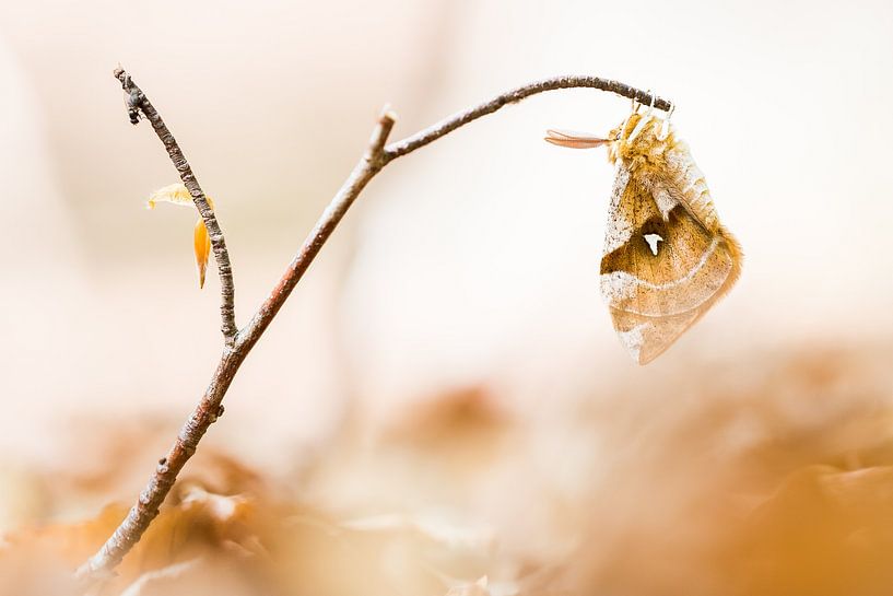 Papillon tau rare par Danny Slijfer Natuurfotografie