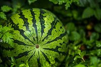 Meloen om van te smullen