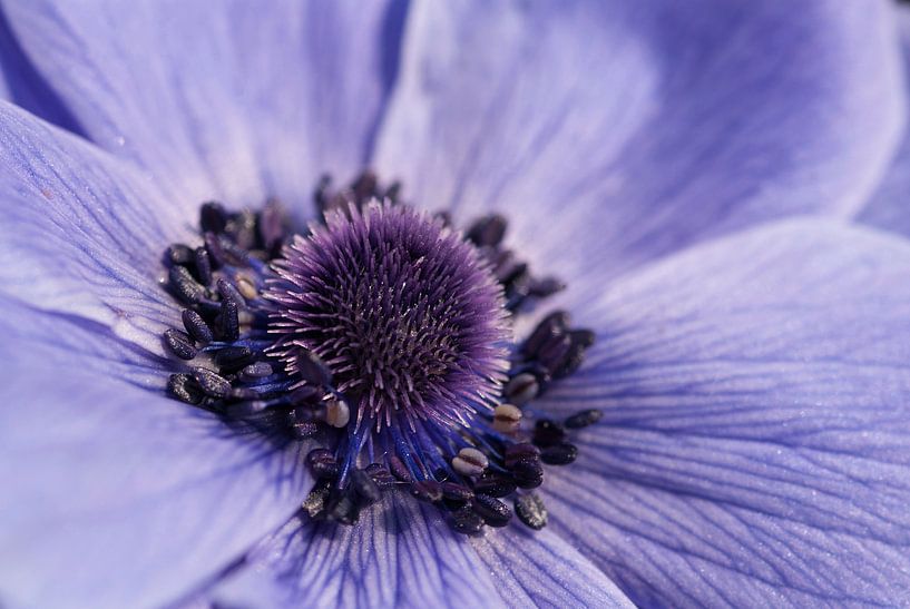 Blauwe Anemoon von Margreet Frowijn