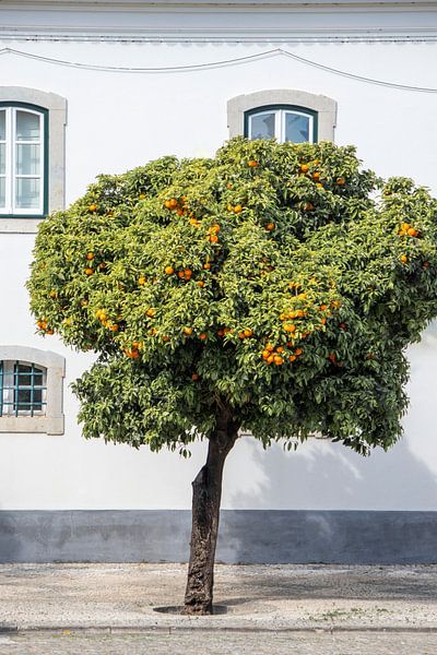 Blühender Orangenbaum in Portugal von Evelien Oerlemans