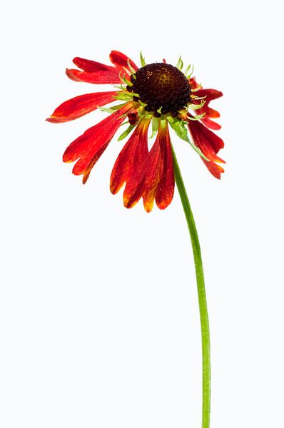 Sun hat in white by Lex Schulte