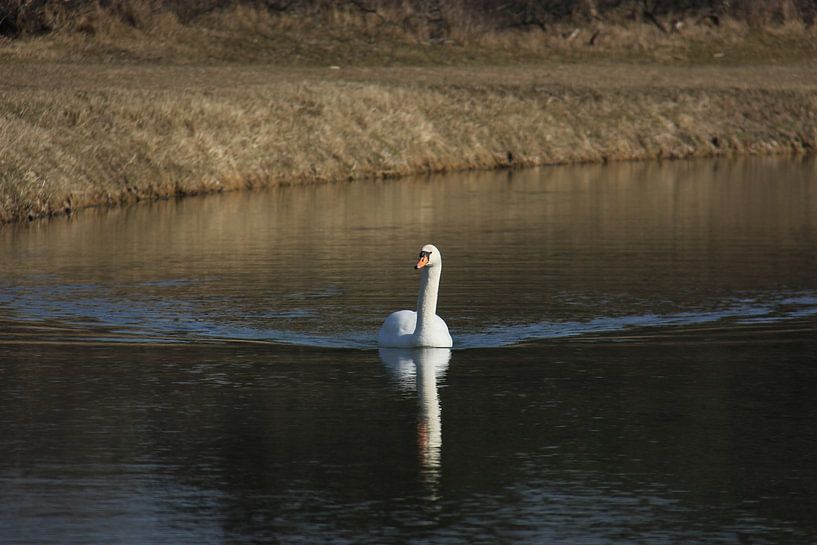 Le lac des cygnes par Mandy Van den Ende