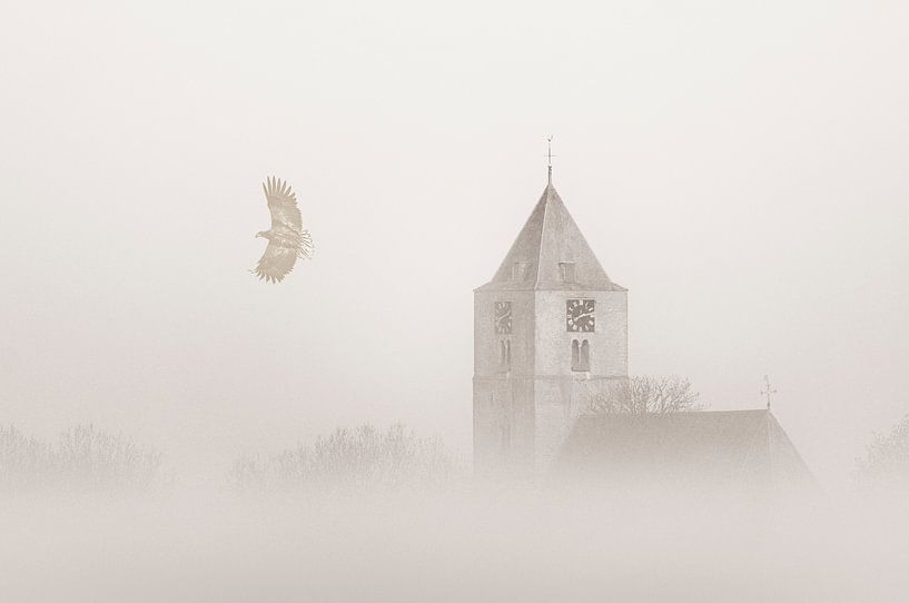 Aigle à tête blanche dans le brouillard par Erik Veldkamp