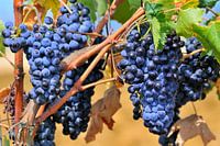 Blaue Trauben am Rebstock