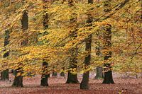 Dance of the beech trees in golden autumn dress