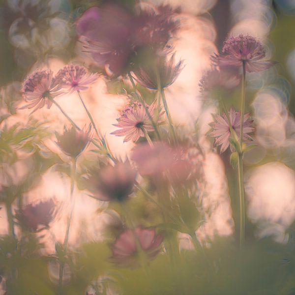 Astrantia major von jowan iven