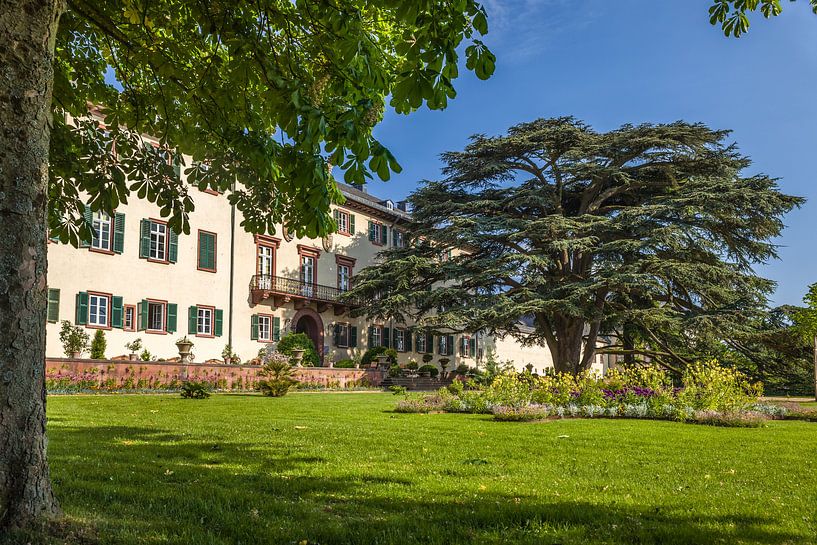 Schloss von Bad Homburg vor der Höhe mit der berühmten Libanon-Zeder von Christian Müringer