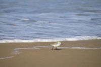 Bécasseau sanderling