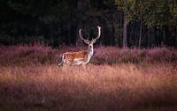 Fallow deer 1