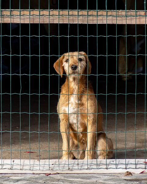 Hund hinter Netzen von Frans-Jan Snoek