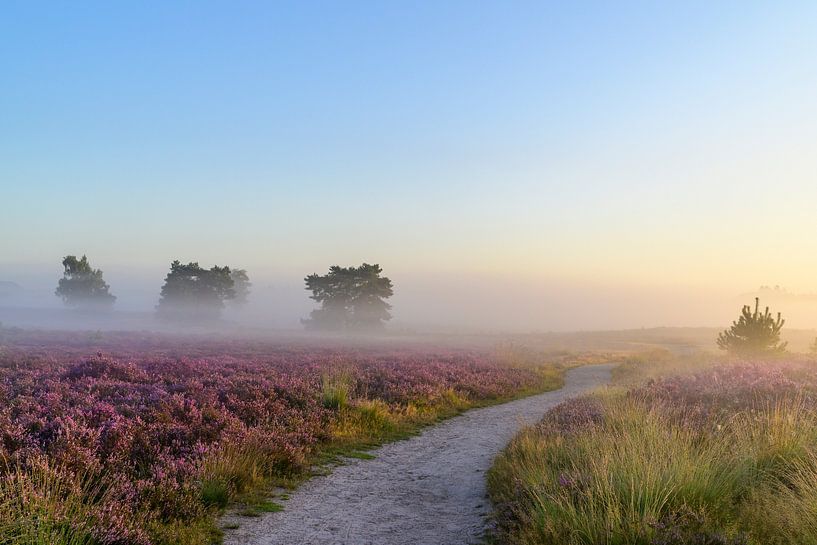 Sunrise over a heather landscape by Sjoerd van der Wal Photography