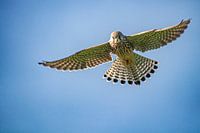 Kestrel in flight