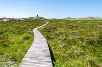 Wooden path through dunes to the lighthouse