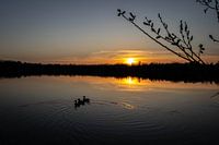 Enten bei Sonnenuntergang