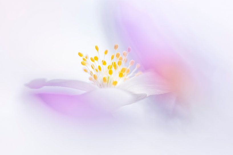 Colorful wood anemone by Bob Daalder