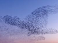 Starling cloud