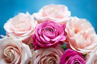 Rosa Rosen auf blauem Hintergrund