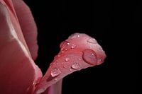 Détail de la tulipe