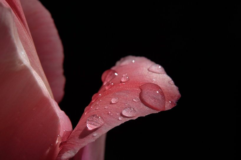 Tulpe Detail von Elles van den Broek