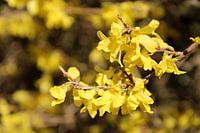 Fleurs jaunes dans la forêt