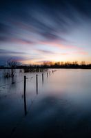 Hochwasser im Mündungsgebiet des Rheins