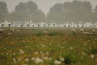 Holländische Landschaft