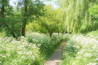 Ein idyllischer Ort (Schönes Stück Natur mit Kuhpetersilie zwischen den Bäumen)