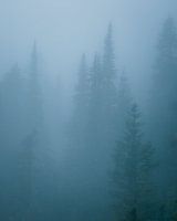 trees in the mist