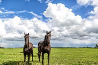 Friese paarden