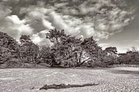 "Nature seen achromatically"