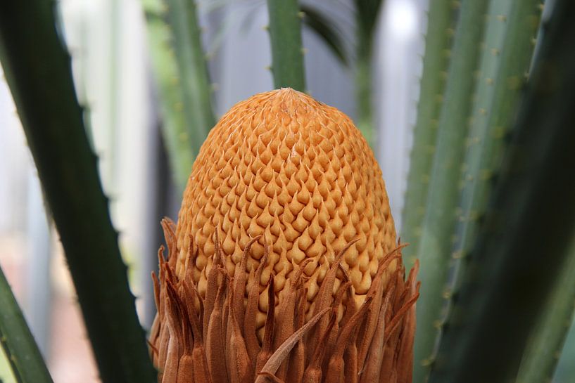 Madagascar-Sago von Matthias Brix