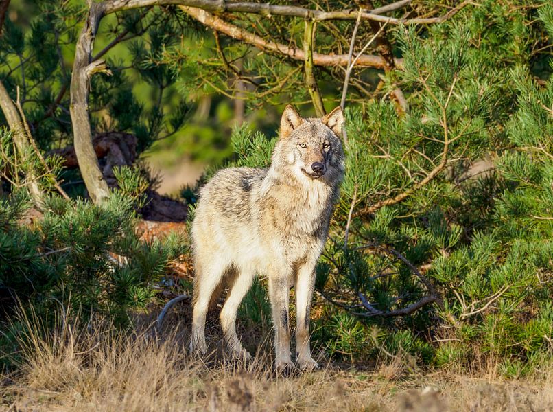 Wolf auf der Veluwe von Gerard Hol