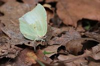 Schmetterling zwischen toten Blättern