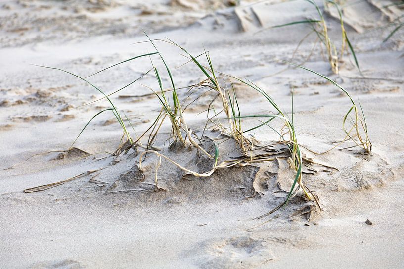 Schoorlse Dünen von Johan Zwarthoed