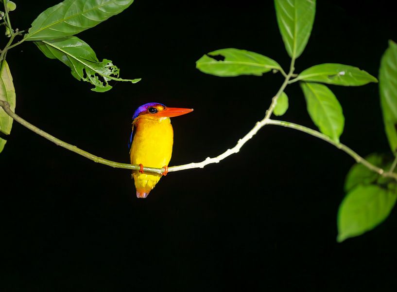 Martin-pêcheur - Lueur dans l’Obscurité par Visual Creations by Timon