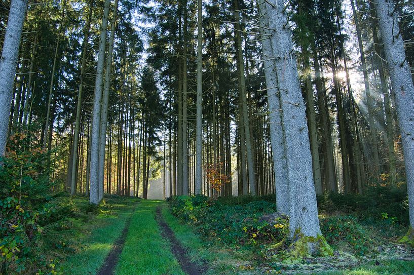 Mystischer Schwarzwald von Tanja Voigt