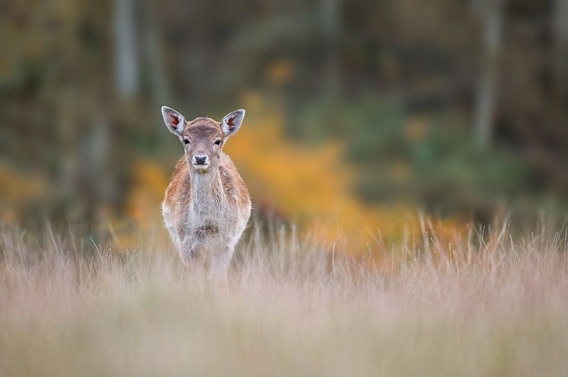 Damhert par Peter Deschepper