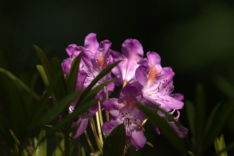 rhododendron &amp; sunlight II by Marvin Van Haasen