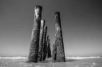 Muschelhaufen in Schwarz und Weiß