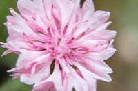 Rosa Kornblume aus der Nähe