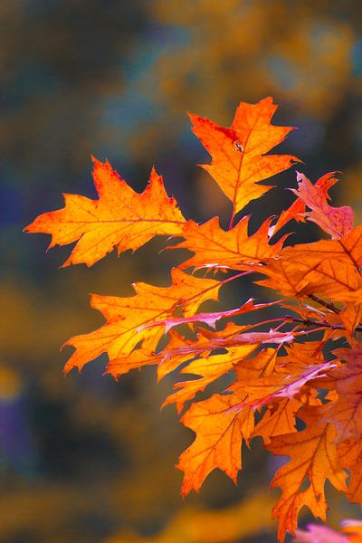 Herbstblätter, orangerot von Herman Kremer