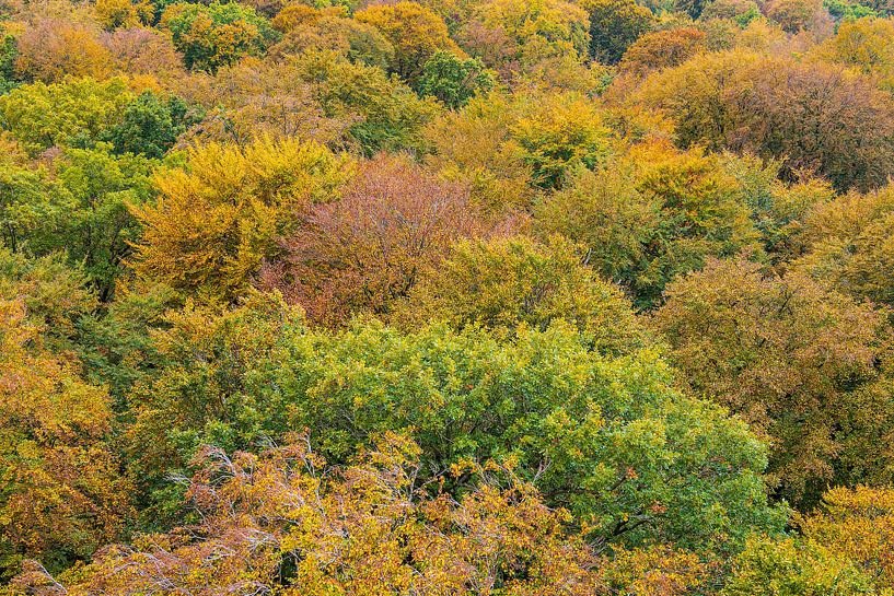 Herbstliche Wälder auf der Insel Rügen von Rico Ködder