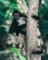 Affe in einem Baum in México